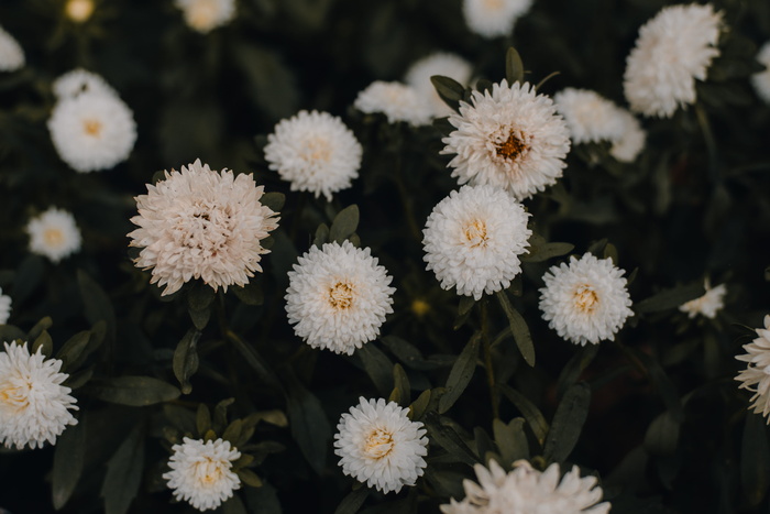 白花特写照片