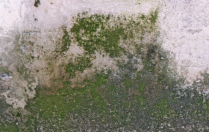 植物、藻类、岩石、草、地面、霉菌、混凝土、苔藓