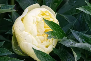 灌木牡丹，花，牡丹，双花，美丽，植物，摄影，宏