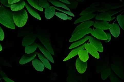 绿色,叶子,自然,植物,绿色,叶子,植物部分,生长 绿色,叶子,自然,植物,绿色,叶子,植物部分,生长