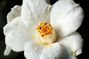 白色栀子花，茶花，茶花，白色，自然，开花，开花，开花