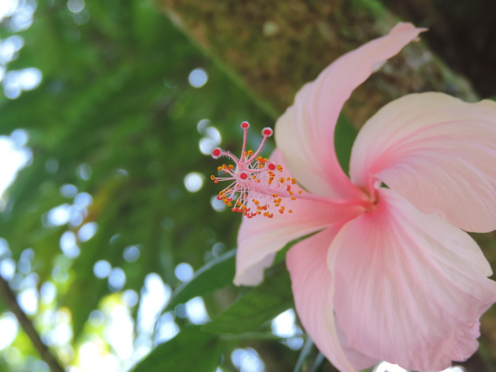 芙蓉，粉红色，芙蓉树，自然，粉红色，花瓣，植物，花头