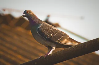 鸟, 动物, 鸽子, 鸽子, 摄影, 宏观, 朋友, 嗨