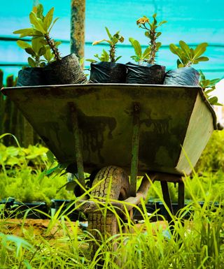 草，手推车，植物，苗圃，植物，生长，自然，白天