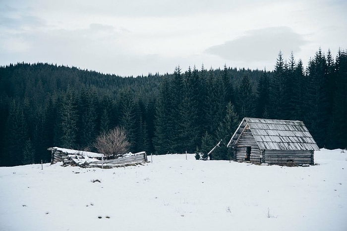 小屋，森林，雪，树，冬天，森林，寒冷的温度，风景-自然