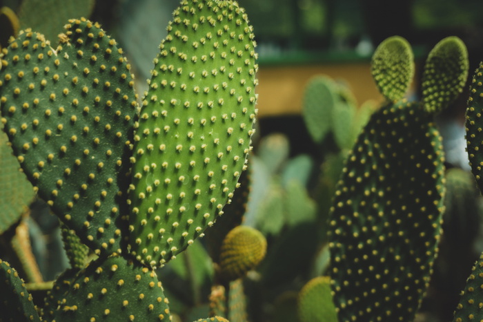 绿色仙人掌植物特写摄影