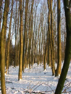 森林,雪,冬天,寒冷的温度,树,植物,宁静,土地 森林,雪,冬天,寒冷的温度,树,植物,宁静,土地