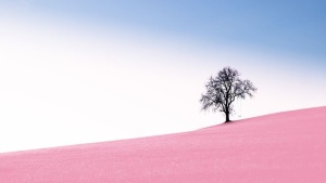 自然、风景、背景、全景、孤独、天空、色彩、明亮