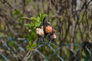 自然、树木、树叶、植物、季节、水果、灌木、懒惰