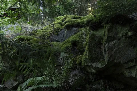苔藓岩石和蕨类植物的照片 苔藓岩石和蕨类植物的照片
