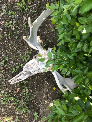 加拿大，波义耳，泥土，地面，树木，绿色，骷髅，动物