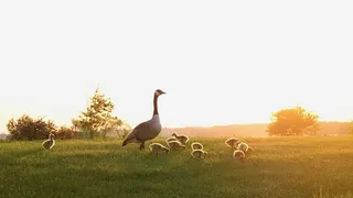 鹅妈妈看着小鹅的照片