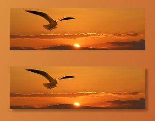 白色，海鸥，飞翔，日落，旗帜，头，鸟，飞翔