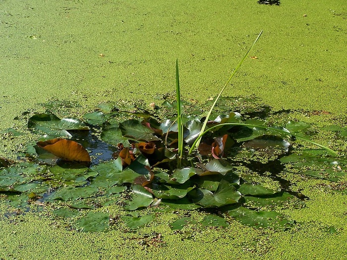 浮萍，池塘，绿色，自然，水，水草，树叶，池塘花