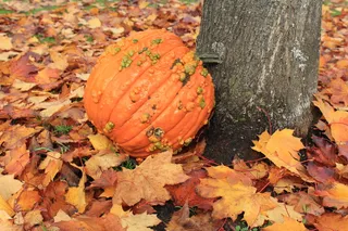 壁纸，背景，风格，可爱，树，秋天，秋天，树叶