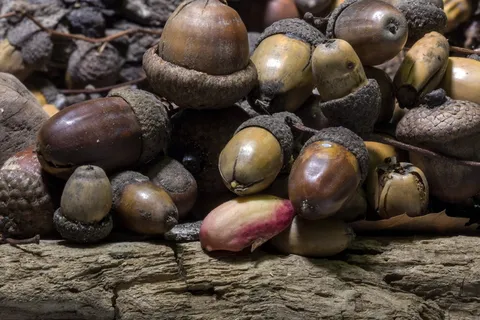 橡树,橡子,森林,橡树,水果,橡树,橡子,森林,橡树果实,乔木果实 橡树,橡子,森林,橡树,水果,橡树,橡子,森林,橡树果实,乔木果实