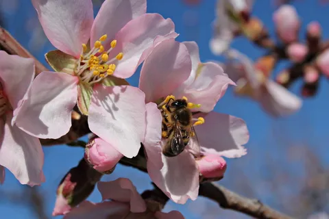 蜜蜂,田地,蜂蜜,花粉,授粉,昆虫,野生,花 蜜蜂,田地,蜂蜜,花粉,授粉,昆虫,野生,花