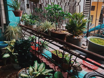 越南，bắ江、绿、故乡、树木、摄影、花园、街道