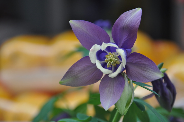 野花，山，山谷，韩国，开花植物，花，新鲜度，植物