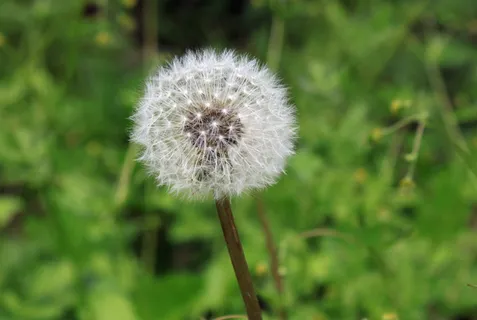 蒲公英, 种子, 杂草, 颜色, 植物, 增长, 自然, 春天 蒲公英, 种子, 杂草, 颜色, 植物, 增长, 自然, 春天
