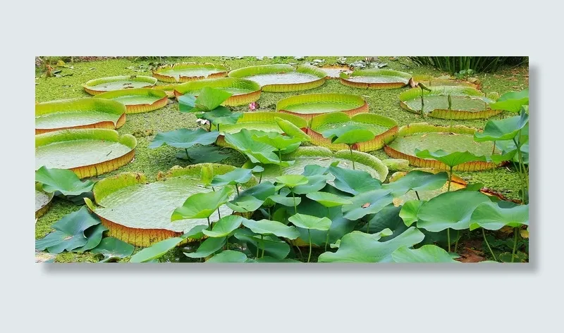 绿色, 莉莉植物, 身体, 水, 睡莲, Seerosen 板, 维多利亚, 湖 Rosengewächs