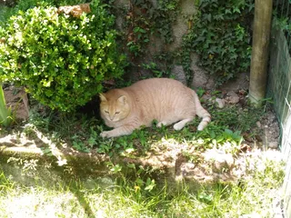 陶器，植物，罐子，盆栽植物，花瓶，猫，宠物，动物