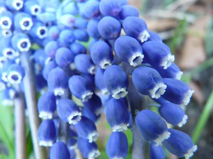 葡萄园Traubenhyazint,花,葡萄园,花,葡萄园Traubenhyazint,开花,开花,春天,花园 葡萄园Traubenhyazint,花,葡萄园,花,葡萄园Traubenhyazint,开花,开花,春天,花园