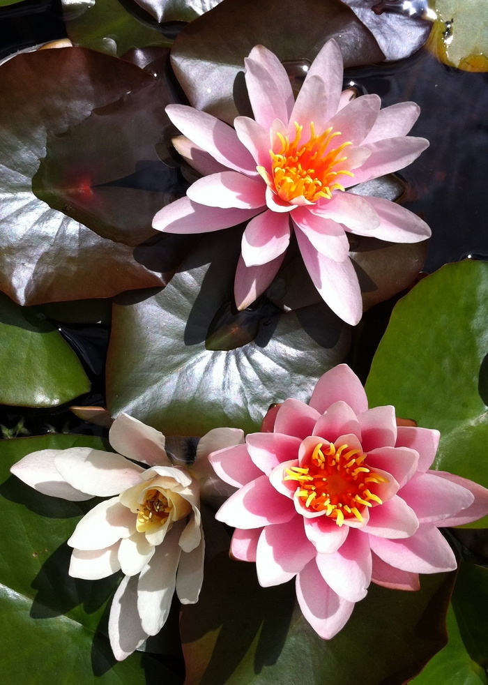 粉色，花朵，植物，花朵，睡莲，睡莲，莲花，开花植物