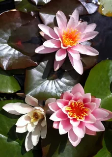 粉色,花朵,植物,花朵,睡莲,睡莲,莲花,开花植物 粉色,花朵,植物,花朵,睡莲,睡莲,莲花,开花植物