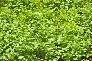 芫荽、荷塔、种植、自然、种植、食品、蔬菜、调味品