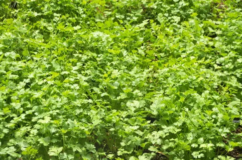 芫荽、荷塔、种植、自然、种植、食品、蔬菜、调味品 芫荽、荷塔、种植、自然、种植、食品、蔬菜、调味品