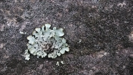 地衣,岩石,玉皇顶,自然,土地,真菌,没有人,天 地衣,岩石,玉皇顶,自然,土地,真菌,没有人,天