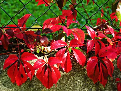 秋天，红色，紫色，树叶，自然，植物，颜色，消失