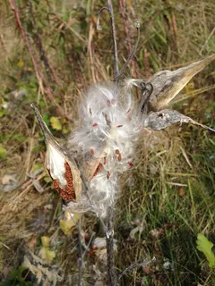 马利筋，种子荚，马利筋，秋季，生长，荚，棕色，植物群
