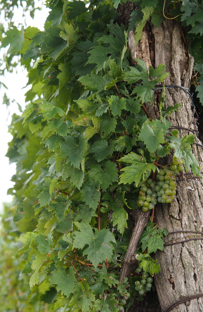 藤蔓，葡萄藤，葡萄酒，葡萄酒种植，葡萄园，斜坡，植物，葡萄