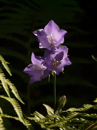 桃叶风铃花，风铃花，花，开花，开花，植物群，花园，开花植物