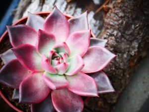 多汁植物