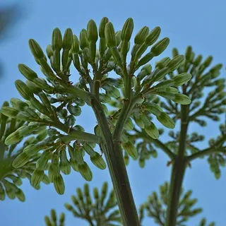 龙舌兰、花、花序、植物、生长、天空、低角度视图、自然 龙舌兰、花、花序、植物、生长、天空、低角度视图、自然