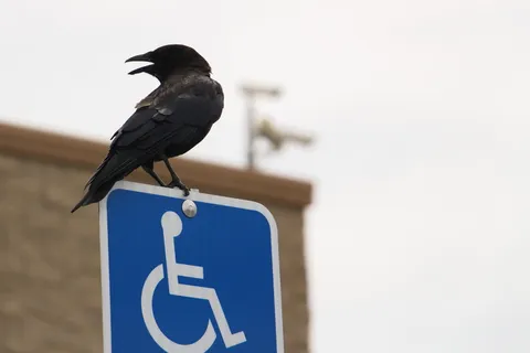 乌鸦，鸟，城市，城镇，障碍，路标，关注前景，标志