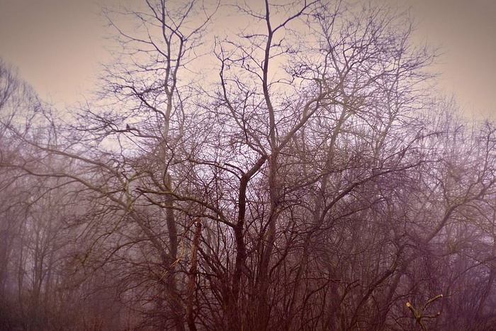 光秃秃的树，绿色的，无叶的，树，黑暗的，悲伤的，树，孤独的