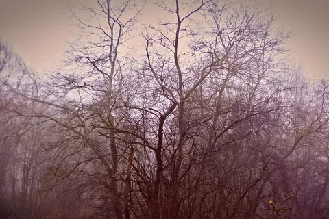 光秃秃的树,绿色的,无叶的,树,黑暗的,悲伤的,树,孤独的 光秃秃的树,绿色的,无叶的,树,黑暗的,悲伤的,树,孤独的