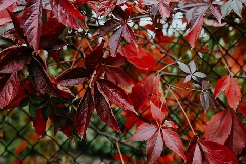 花朵、树叶和树枝上果实的特写镜头