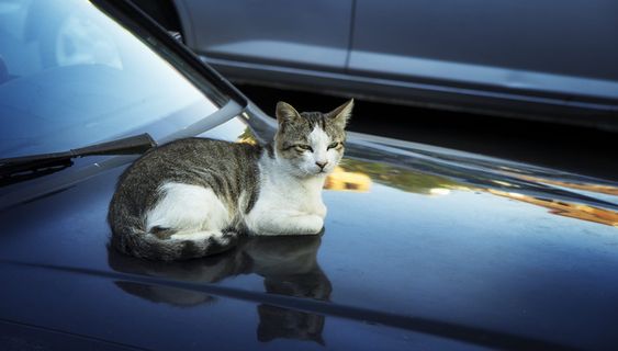 保加利亚, 内塞巴尔, 猫, 猫在车上, 街头猫, 哺乳动物, 国内, 动物主题