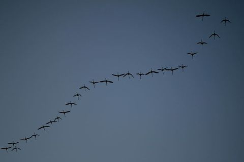 低角度摄影，羊群，鸟，海美尔，夜晚，对角线，图案