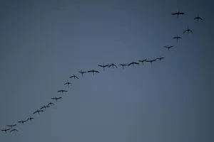 低角度摄影，羊群，鸟，海美尔，夜晚，对角线，图案