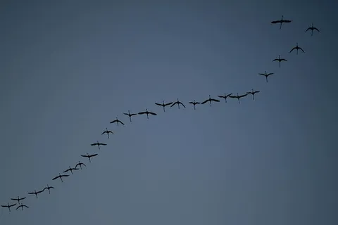 低角度摄影,羊群,鸟,海美尔,夜晚,对角线,图案 低角度摄影,羊群,鸟,海美尔,夜晚,对角线,图案