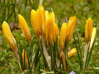 番红花，植物，花园，关闭，宏观，花卉，春天，草地