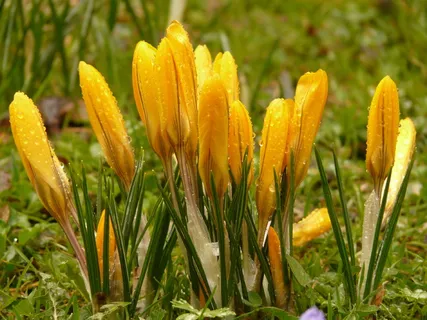 番红花,植物,花园,关闭,宏观,花卉,春天,草地 番红花,植物,花园,关闭,宏观,花卉,春天,草地
