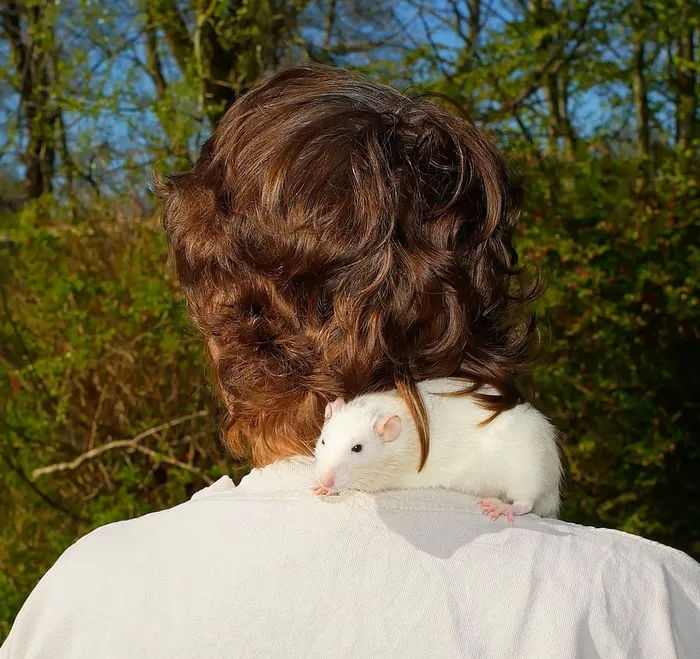 人，头，肩膀，老鼠，人，从后面的头，信任，好奇，出去