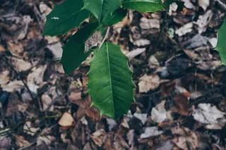 美国，大烟山，自然，植物，野生动物，树木，绿色，树叶